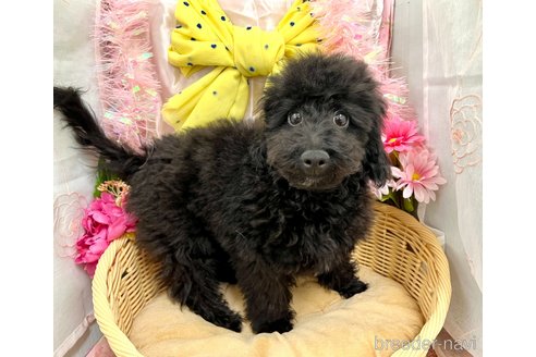 成約済の北海道のミックス犬-281827の4枚目